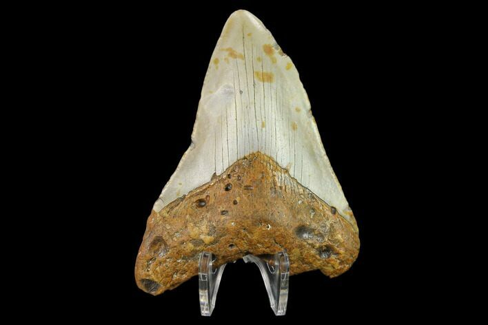 Bargain, 3.71" Fossil Megalodon Tooth - North Carolina